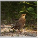 Turdus sp - Amsel jung-01.jpg